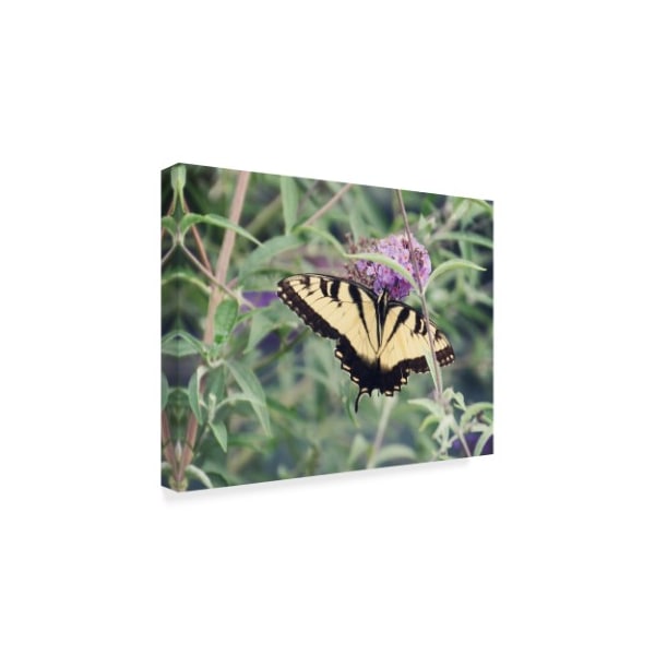 Liz Zernich 'Yellow Butterfly Purple Flower' Canvas Art,24x32